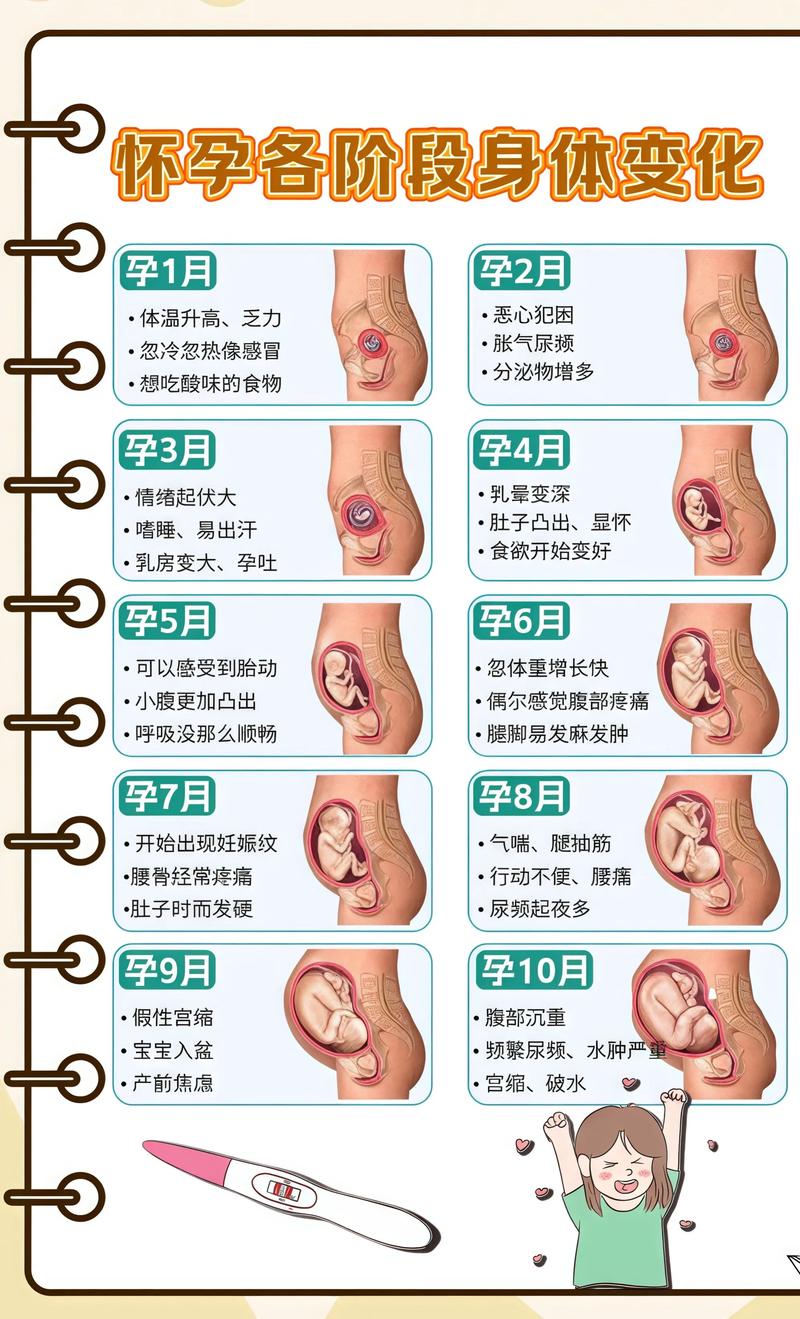 揭秘供卵代孕妈妈怀孕小腹分两节，孕期变化的奥秘烟台代生机构: